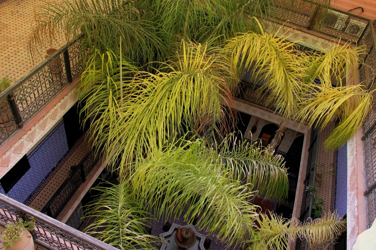 Vue plongeante sur le patio intérieur planté d'un riad traditionnel à Marrakech